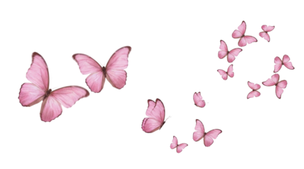 Pink butterfly PNG image