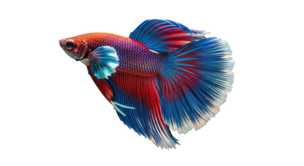 Colorful betta fish PNG isolated on transparent background, vibrant red and blue Siamese fighting fish with flowing fins