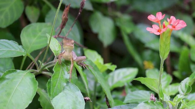 The oriental garden lizard, common garden lizard, bloodsucker, or changeable lizard is a garden lizard found widely distributed in India.garden chameleon (calotes versicolor).