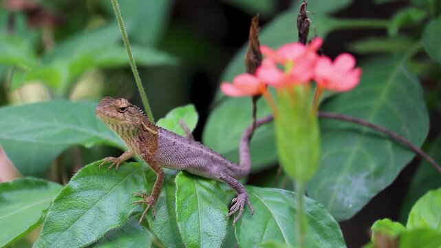 The oriental garden lizard, common garden lizard, bloodsucker, or changeable lizard is a garden lizard found widely distributed in India.garden chameleon (calotes versicolor).