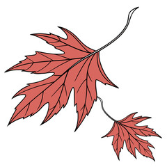 Two red maple leaves, autumnal season concept