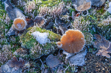 A fungus on the forest floor that survived the first hard frost. Backlit with bright bokeh
