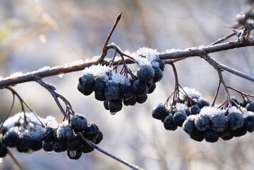 Frosty aronia berries against soft winter light