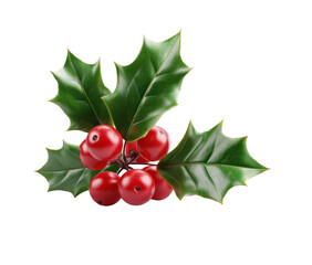 Fresh Holly with Red Berries