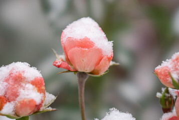 Pink rose buds on a frosty day covered with snow and frost
