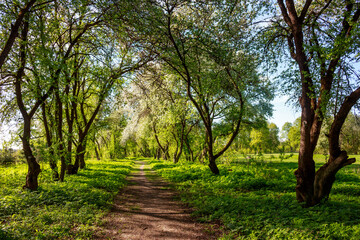 Sunlit apple orchard path with vibrant green foliage and scattered white blossoms creating a magical spring tunnel vibe