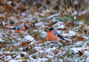 Two bullfinches searching for food on snow-dusted ground