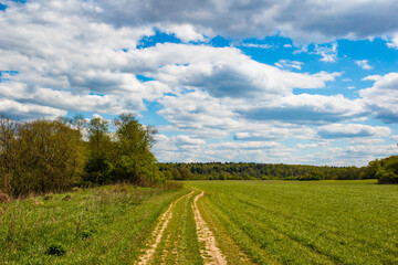 Winding dirt track cutting through vibrant green spring meadow under dramatic blue sky with puffy white clouds, leading towards a dense line of trees