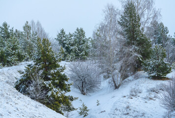 Winter forest with snow-covered conifer trees and a small ravine