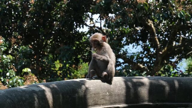 A Japanese macaque, also known as a snow monkey, sits on a rock, gazing thoughtfully into the distance. Its thick, light gray fur provides warmth against the cool air. This captivating portrait was