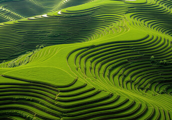 Aerial View of Terraced Rice Fields