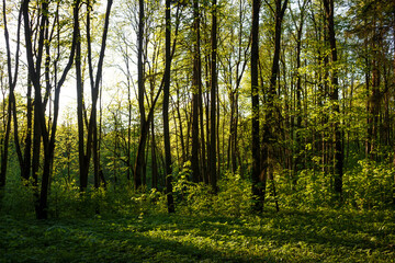 Fototapeta premium Sunlight streams through a dense forest canopy highlighting vibrant green spring foliage and dark tree trunks creating a magical woodland scene