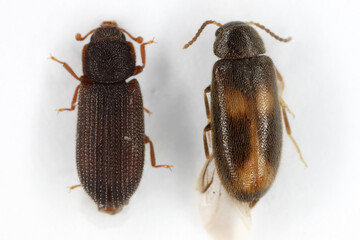 Saproxylic and fungus-eating beetles rare in European forests: Synchita humeralis and Wanachia triguttata.
