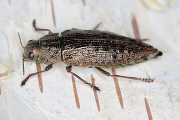 Dicerca alni beetle in the family Buprestidae, jewel beetles or metallic wood-boring beetles. Adult insect on birch bark.