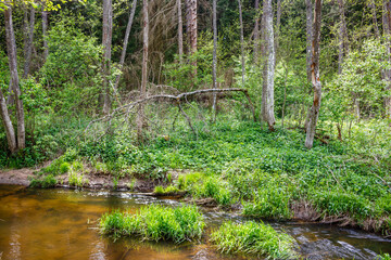 Fototapeta premium Lush green forest scene with a shallow, muddy-bottomed stream flowing through dense undergrowth and tall trees