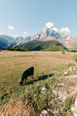 Fototapeta premium Cow grazing in a meadow beneath a mountain, pastoral pasture landscape and field in nature with alpine sky and sunlight, rural farm scenery and solitary livestock on green grassland.
