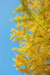 Fototapeta premium the yellow ginkgo leaves in autumn
