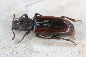 Bothrideres bipunctatus dry bark beetles in the family Bothrideridae. A rare species, an indicator of natural forests in Europe.