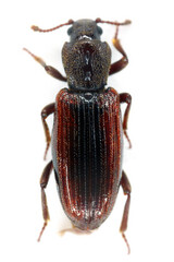 Bothrideres bipunctatus dry bark beetles in the family Bothrideridae. A rare species, an indicator of natural forests in Europe.