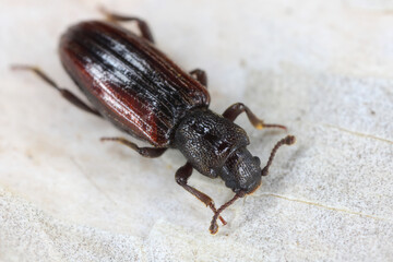 Bothrideres bipunctatus dry bark beetles in the family Bothrideridae. A rare species, an indicator of natural forests in Europe.