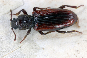Bothrideres bipunctatus dry bark beetles in the family Bothrideridae. A rare species, an indicator of natural forests in Europe.