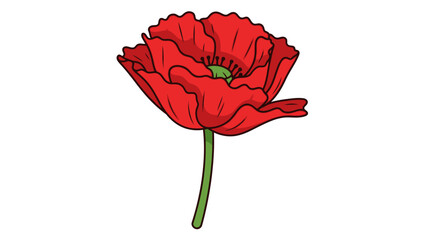 Vivid Red Poppy Illustration on Isolated White Background