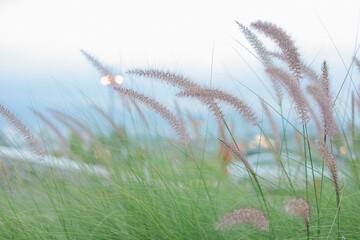 Serene Soft Focus Fountain Grass Landscape with Bokeh City Light