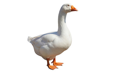 Domestic goose PNG isolated on transparent background, waterfowl with white plumage and orange beak, farm animal for design elements