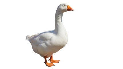 Domestic goose PNG isolated on transparent background, waterfowl with white plumage and orange beak, farm animal for design elements