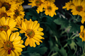 Close Up Detailed of Yellow Daisy Flower with Green Leaf Garden