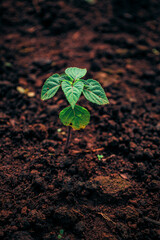 Detailed Fresh Sprout in Fertile Soil Agriculture Concept Background