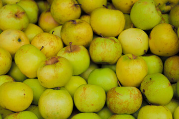 Close Up Fresh Picked Heap of Yellow Green Apple Fruit