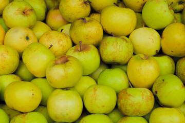 Fresh Harvested Full Frame Golden Delicious Apple Fruit Pile