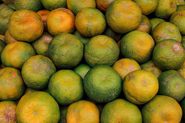 Fresh Harvest of Green Tangerine Close Up Still Life Arrangement