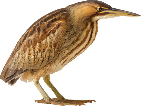 photograph of an american bittern on a white background with no shadows, a full-body shot