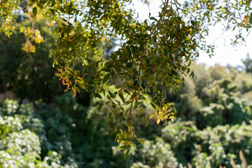 Fototapeta premium Lush green foliage with sunlight filtering through leaves in a serene natural setting during daytime