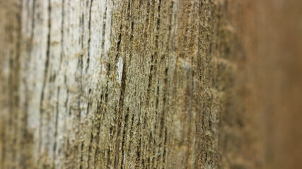 Tree bark close up showing natural wood texture and vertical lines
