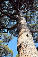 A pine tree. A view of the trunk and branches from the bottom up.