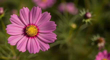 Obraz premium roses background with balloons'pink or red cosmos flower;pink and white roses' roses bouquet'bouquet of flowers'spring flowers in the field'sunflower on a field'easter egg with flowers'red tuliponwith