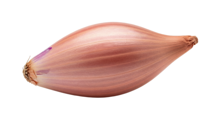 Fresh shallot bulb isolated PNG, raw whole vegetable with reddish-brown skin and elongated shape for culinary use on transparent background