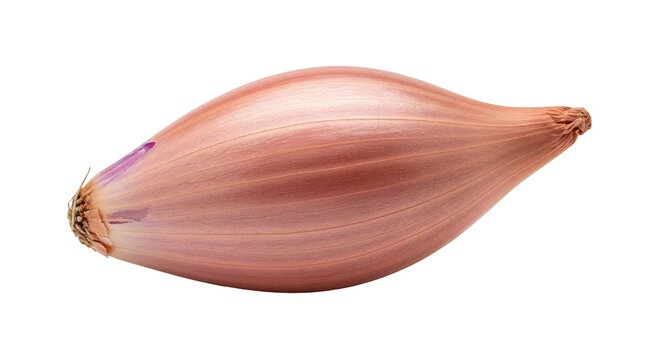 Fresh shallot bulb isolated PNG, raw whole vegetable with reddish-brown skin and elongated shape for culinary use on transparent background