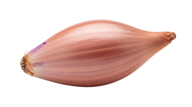 Fresh shallot bulb isolated PNG, raw whole vegetable with reddish-brown skin and elongated shape for culinary use on transparent background
