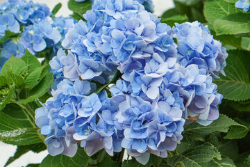 Close-up shot of vibrant blue hydrangea blossoms showcasing layered petals and lush greenery. A fresh floral background perfect for botanical themes, garden visuals, spring decor, and nature-inspired 
