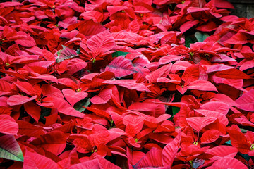 Red christmas Botanical B ackground with Red Berries and Green Leaves