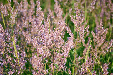 Hairless catmint plant(Nepeta nuda) with flowers on a meadow.
