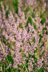 Hairless catmint plant(Nepeta nuda) with flowers on a meadow.