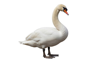 Elegant mute swan PNG isolated on transparent background, graceful waterfowl with white plumage and orange beak for design projects