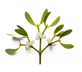 A mistletoe branch with white berries on a white background.