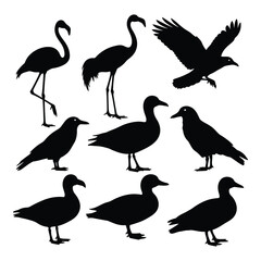 Set of various bird silhouettes including flamingos, ducks, and crows, isolated on