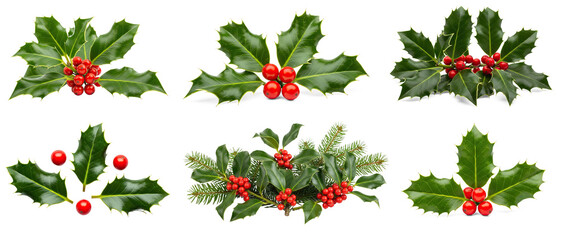 Collection of Christmas holly plant with red berries and green leaves on transparent background png
